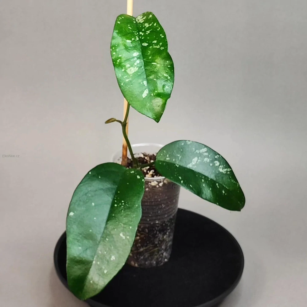 Hoya sp. Tam Dao