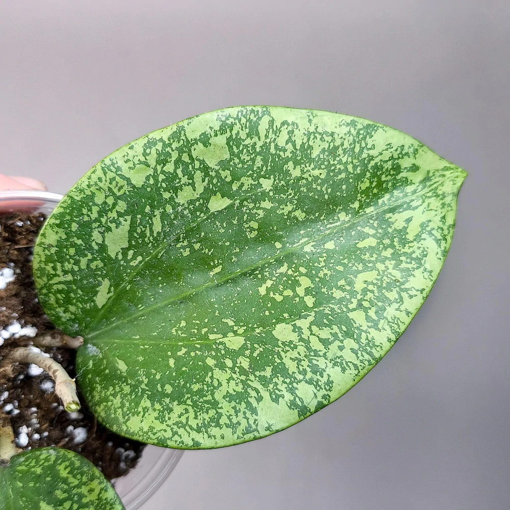 Hoya Glabra giant Splash