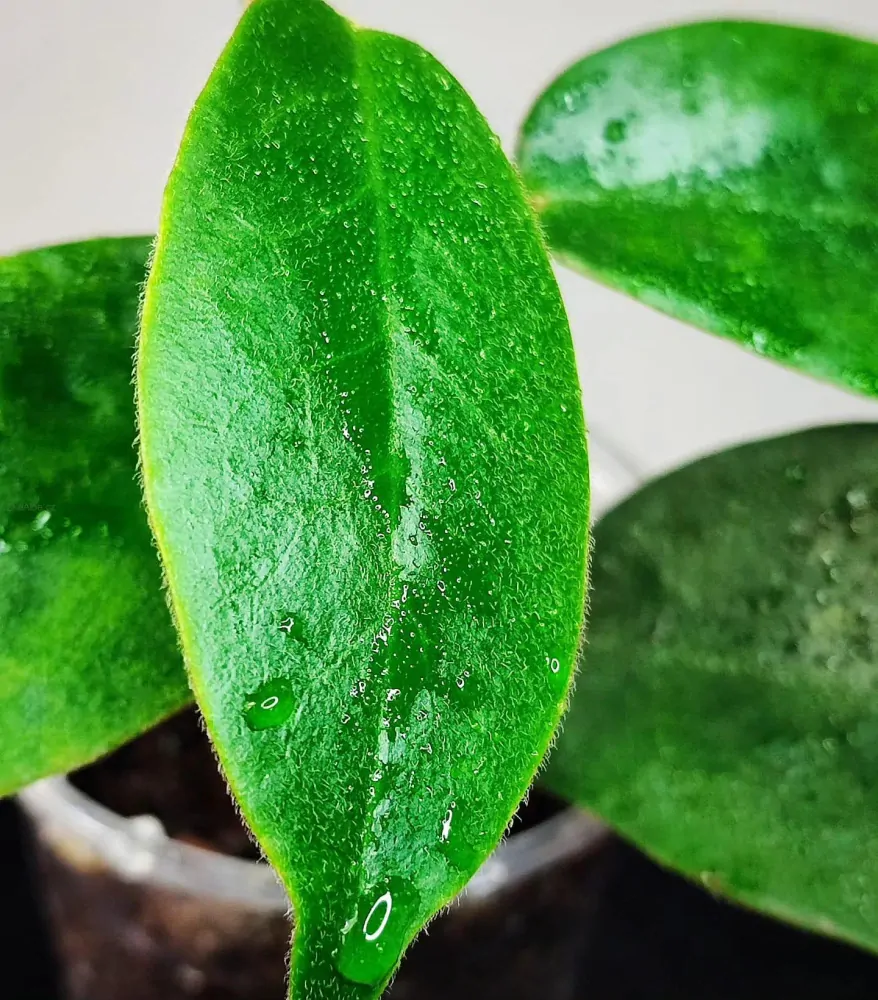Hoya albiflora