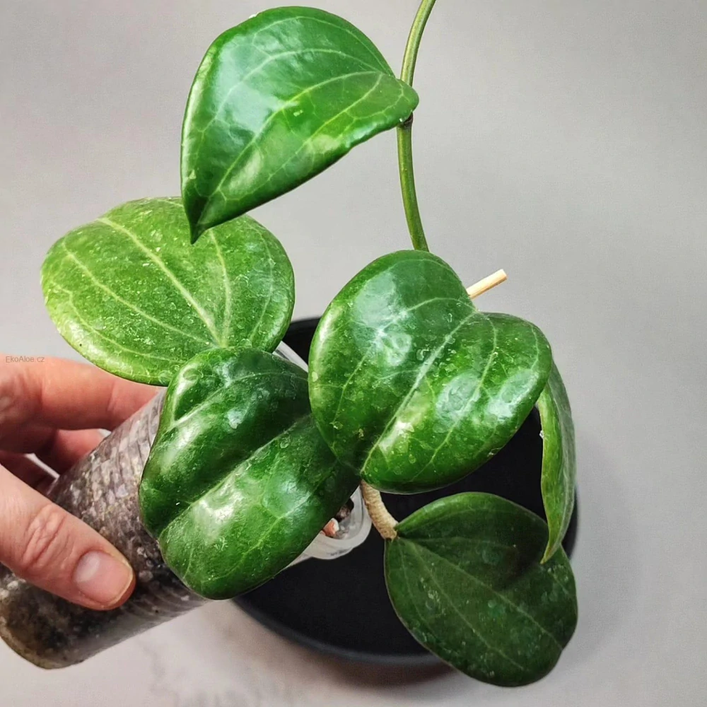 Hoya quinquenervia