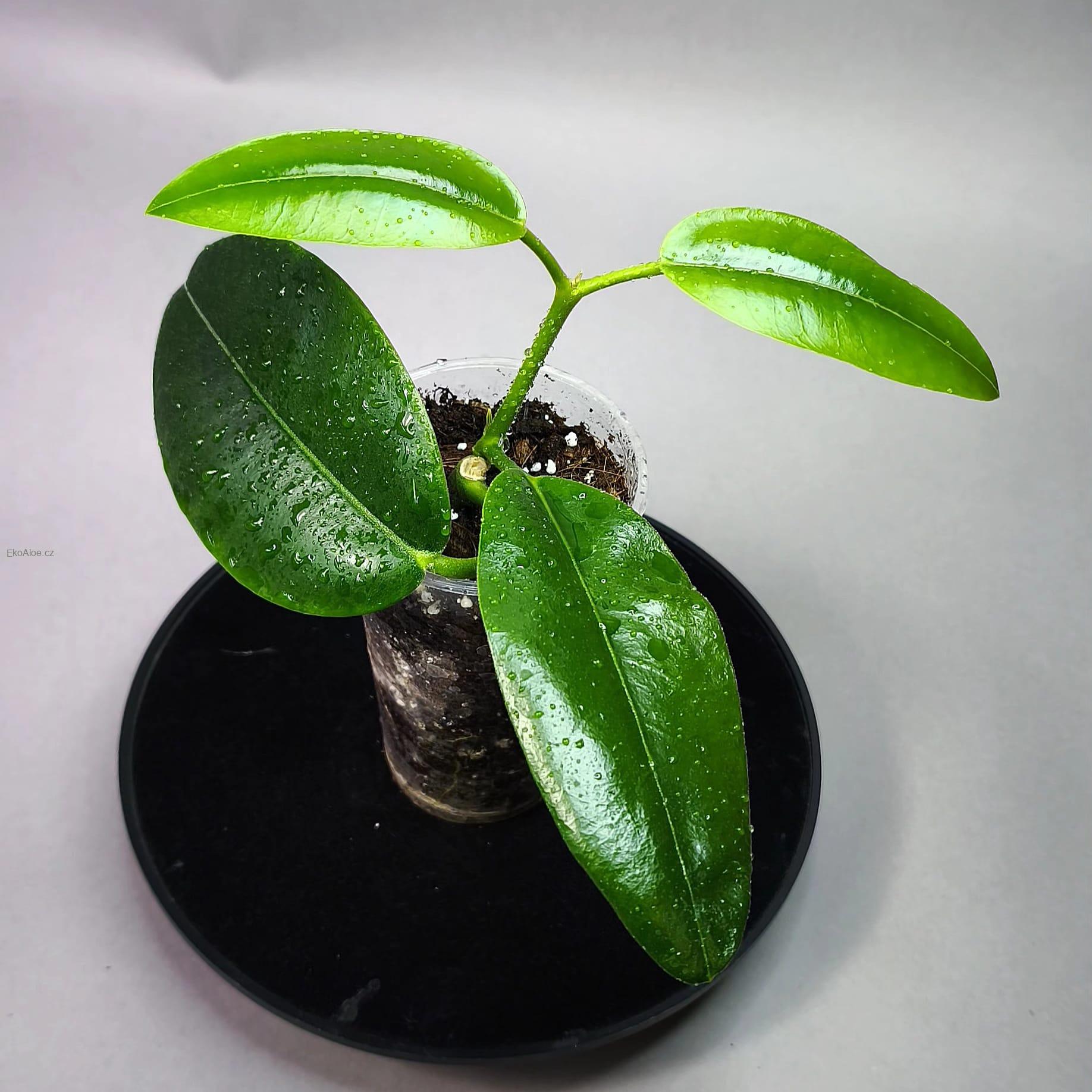 Hoya imperialis pink