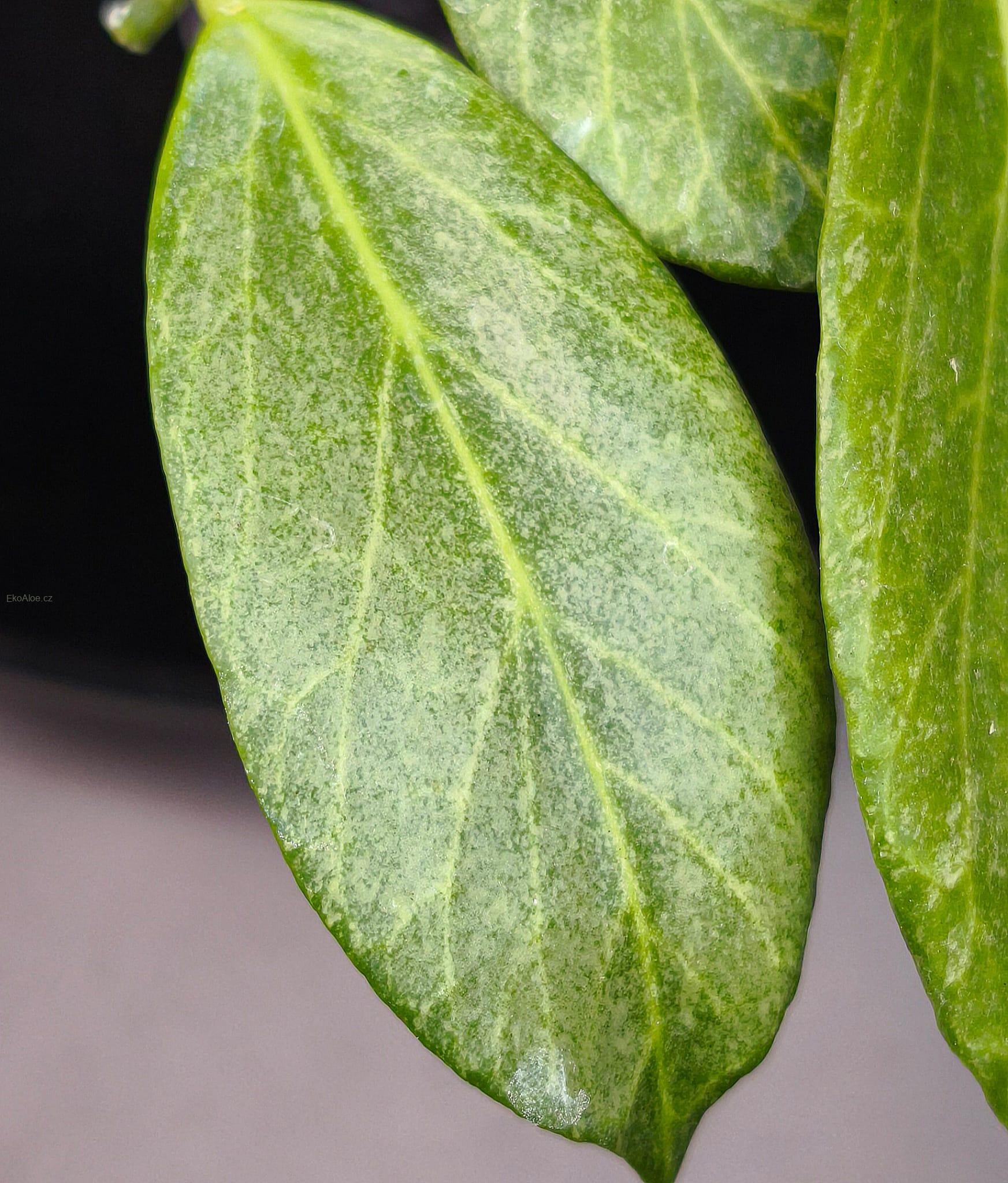 Hoya obscura silver