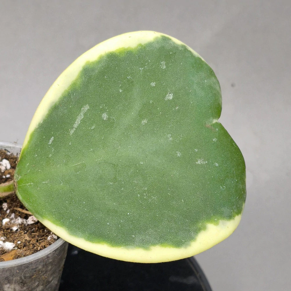 Hoya kerrii Variegata