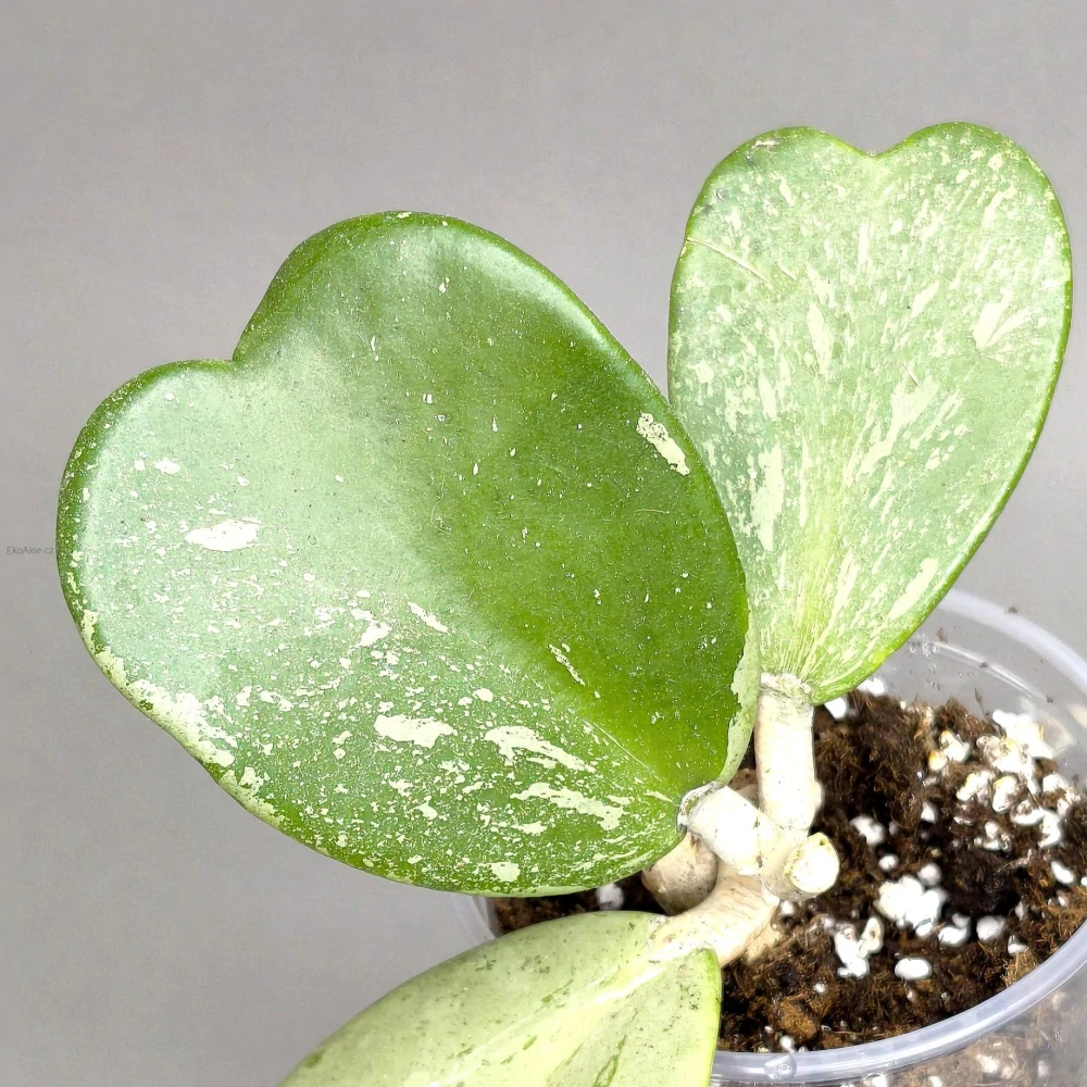 Hoya kerrii Splash