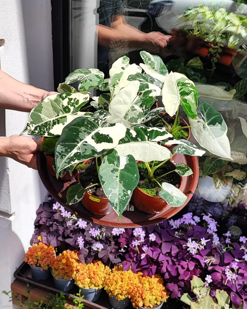 Alocasia Frydek Variegata