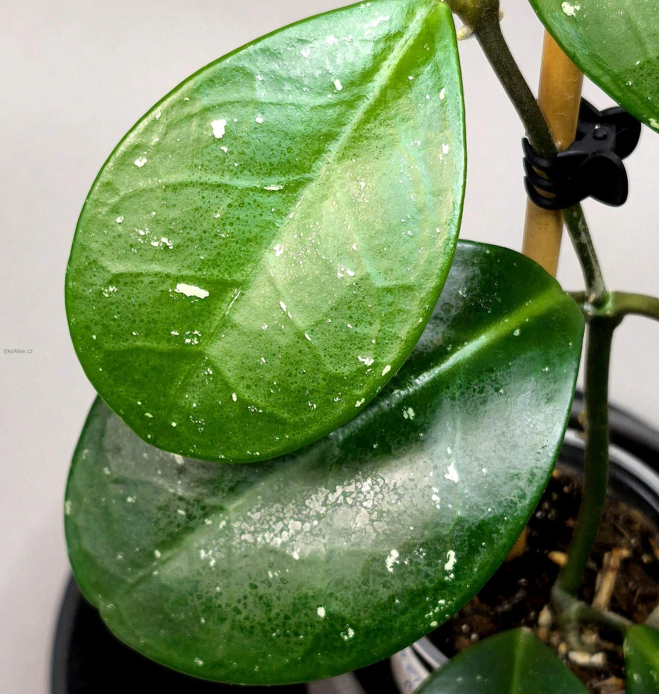 Hoya 'David's Green Cup'