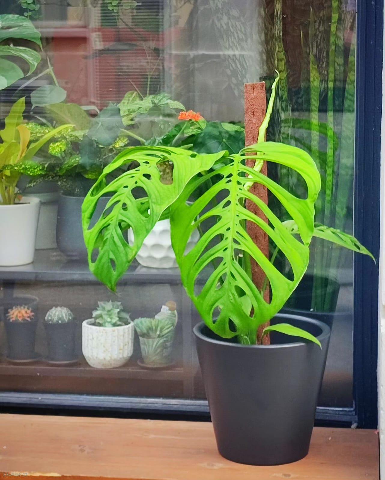 Monstera Esqueletto