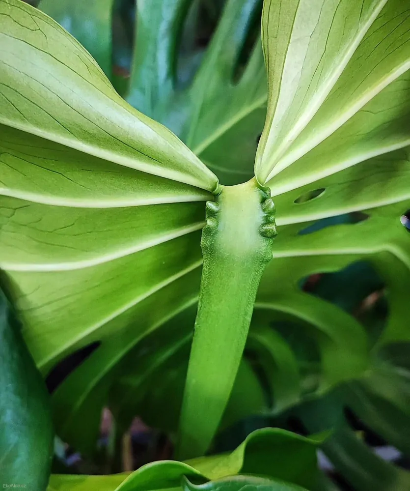Monstera deliciosa large form