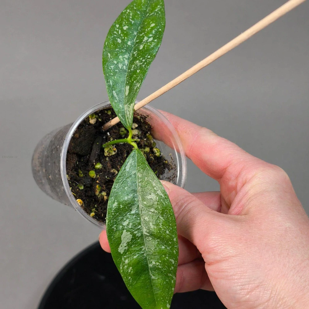 Hoya cystiantha splash