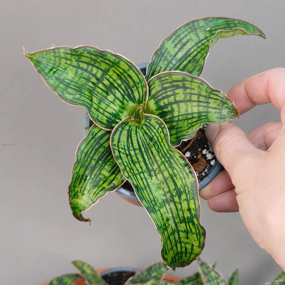 Sansevieria cv. Cleopatra