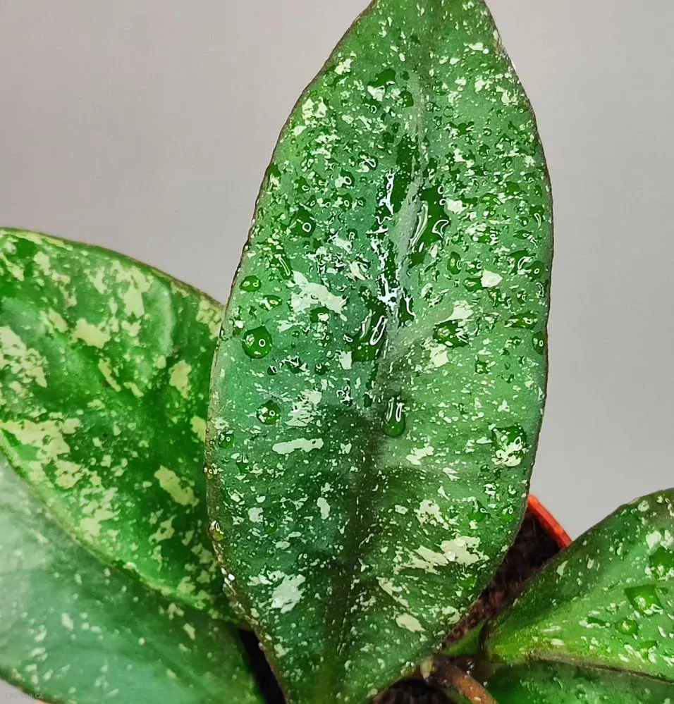 Hoya Rundumensis Splash