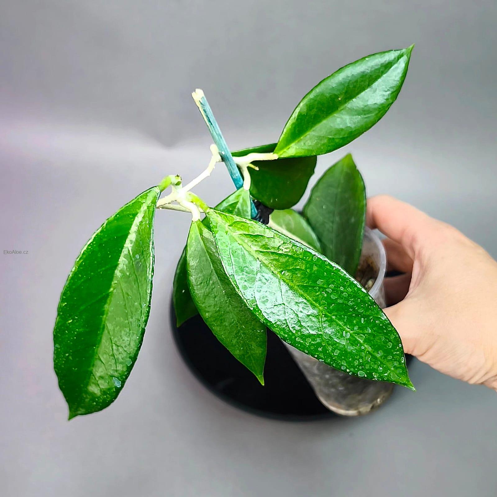 Hoya sp Timor Leste