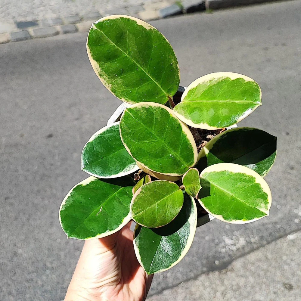Hoya Australis albomarrginata
