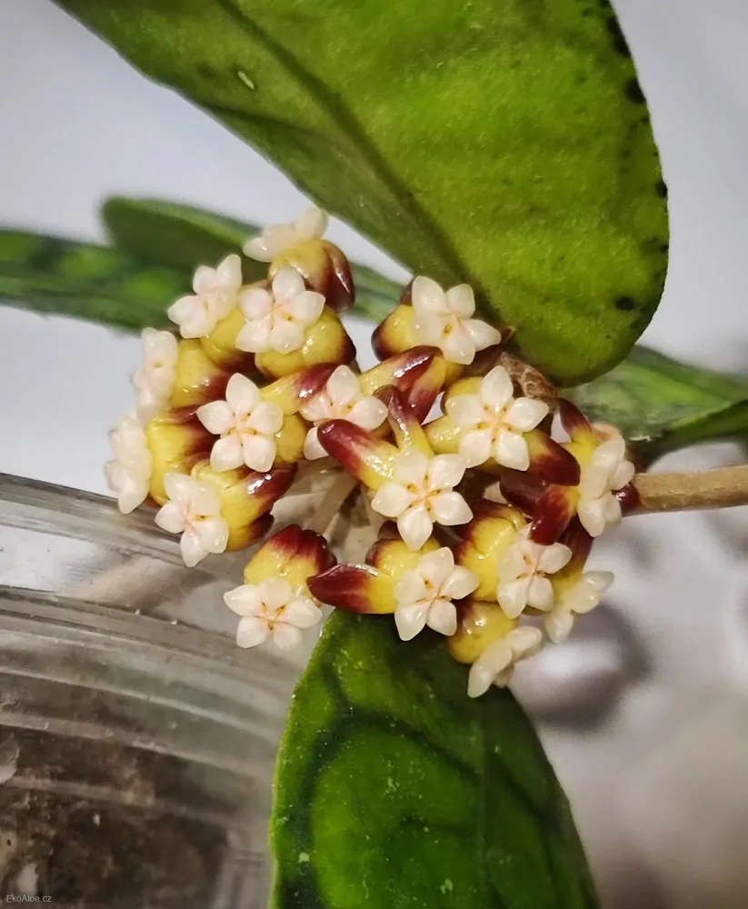 Hoya sp. Kalimantan IML 1168