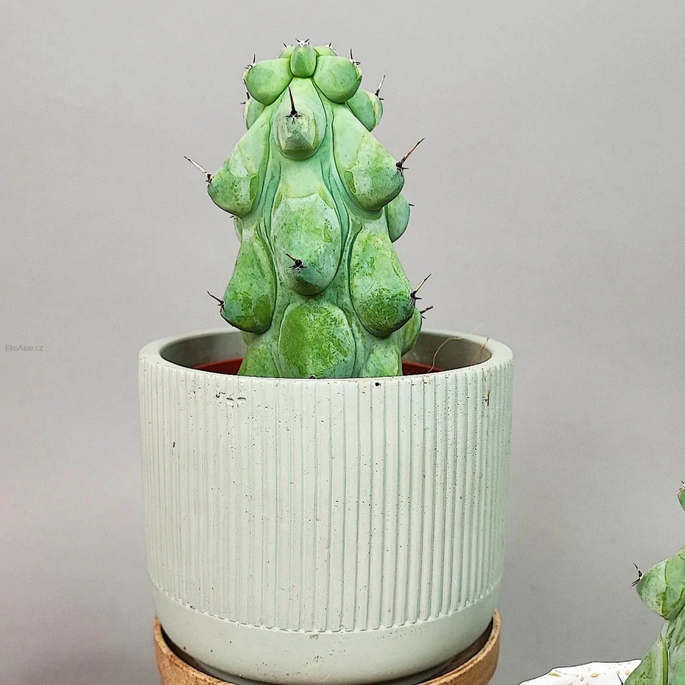 Myrtillocactus Geometrizans 