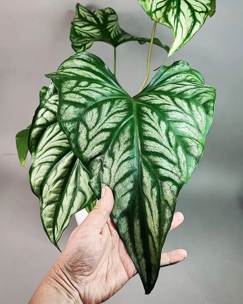 Cercestis Mirabilis XXL