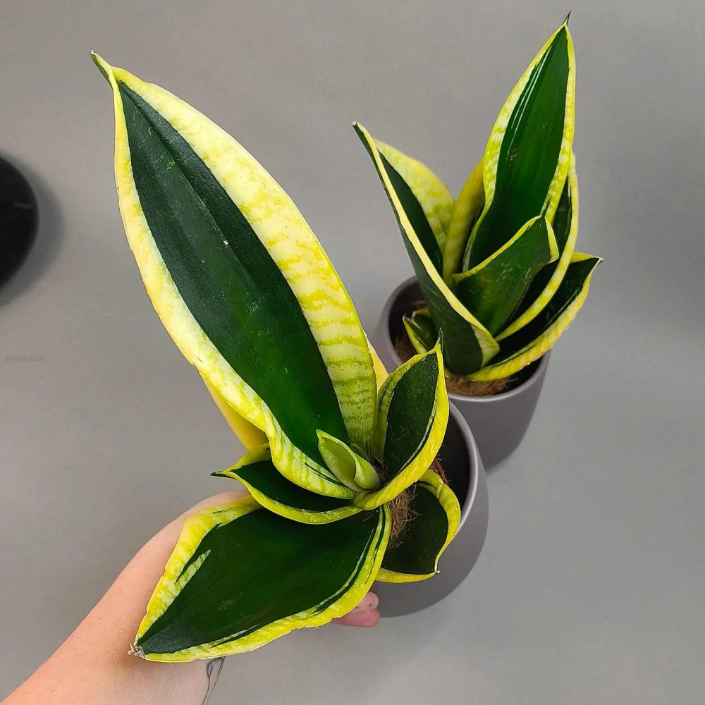 Sansevieria Black Gold
