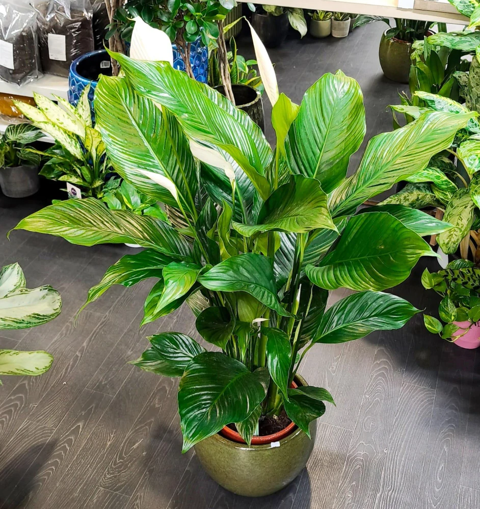 Spathiphyllum Sebastiano XXL