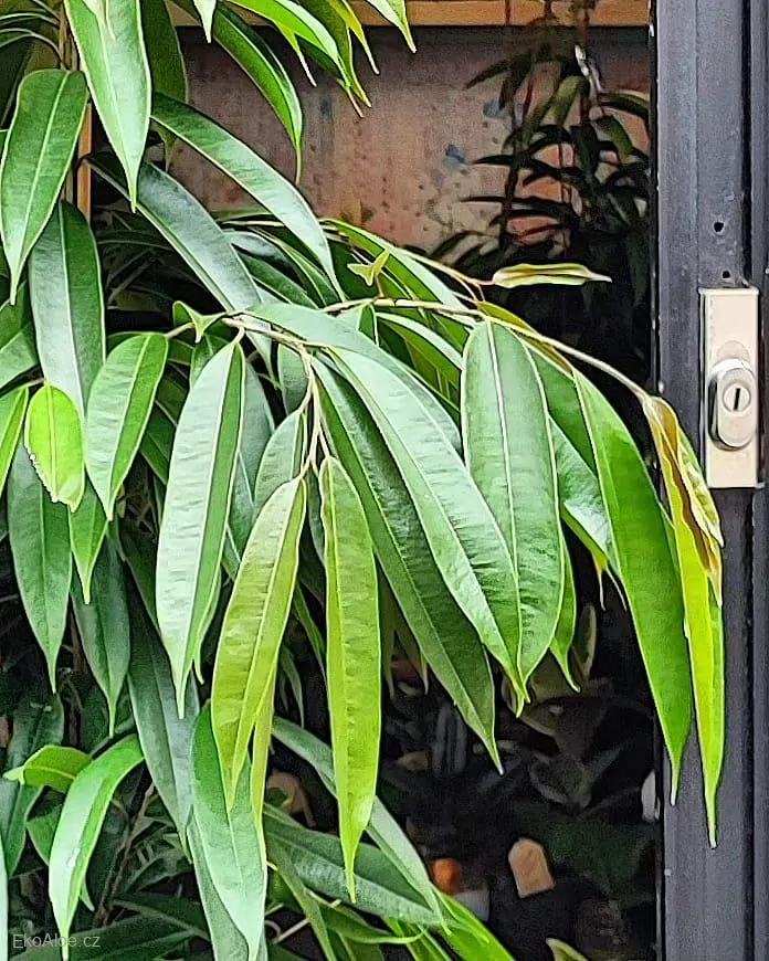 Ficus binnendjikii Amstel King XL