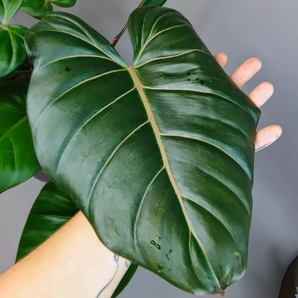 Philodendron Summer Glory