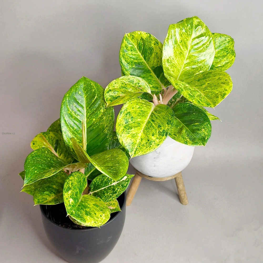 Aglaonema commutatum Apple fantasy
