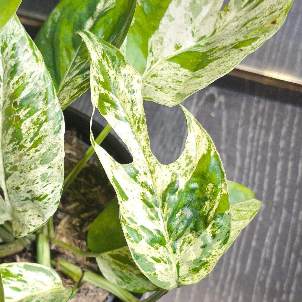 Epipremnum pinnatum Marble Variegata