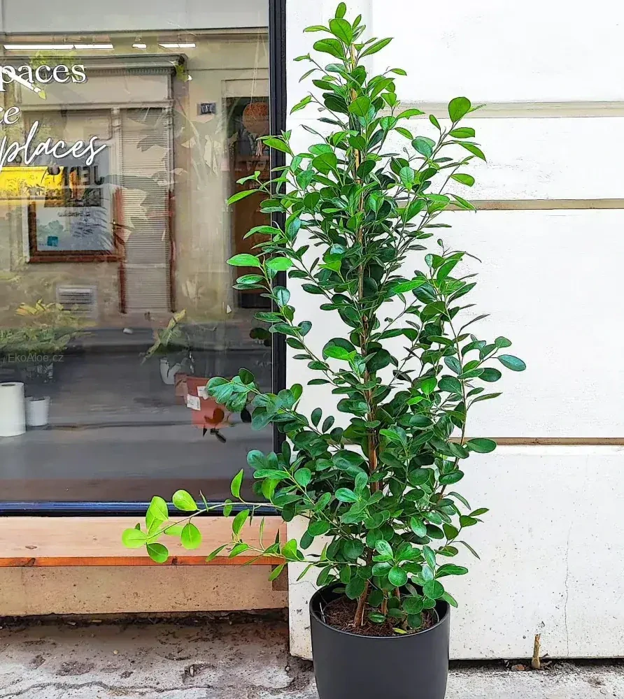 Ficus microcarpa Moclame