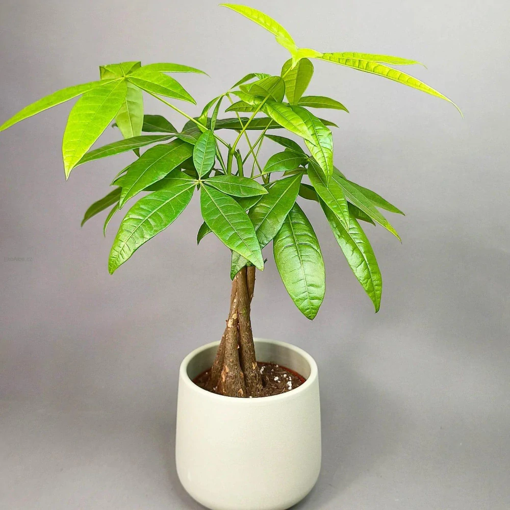 Pachira aquatica