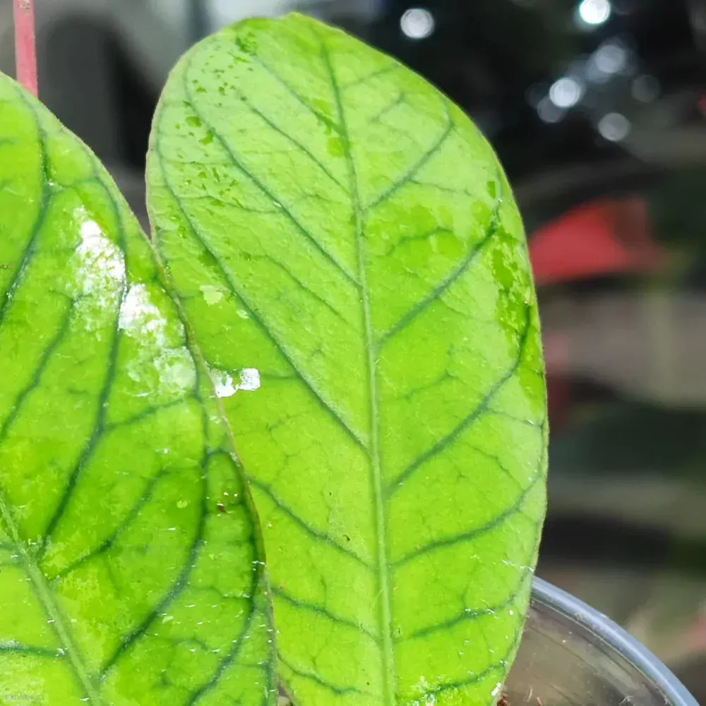 Hoya sp. Sabah EPC-961