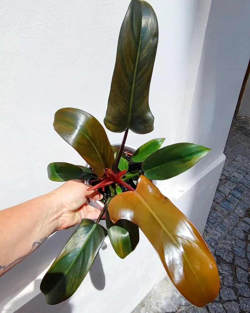 Philodendron Florida Bronze