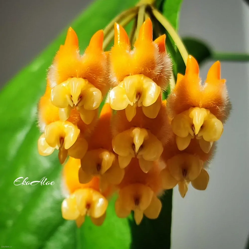 Hoya lasiantha