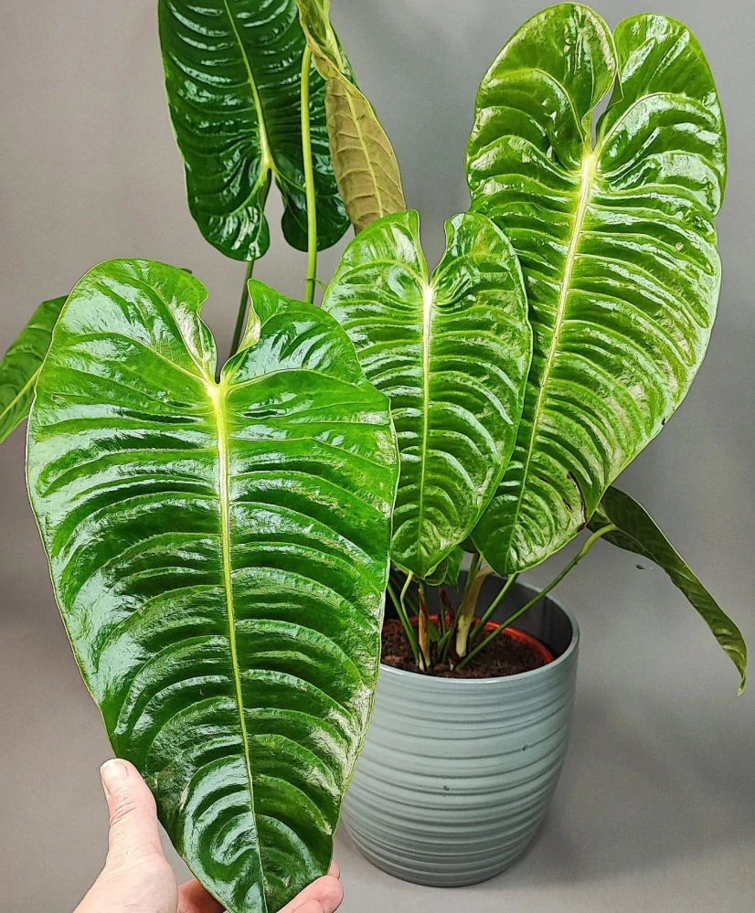 Anthurium veitchii 