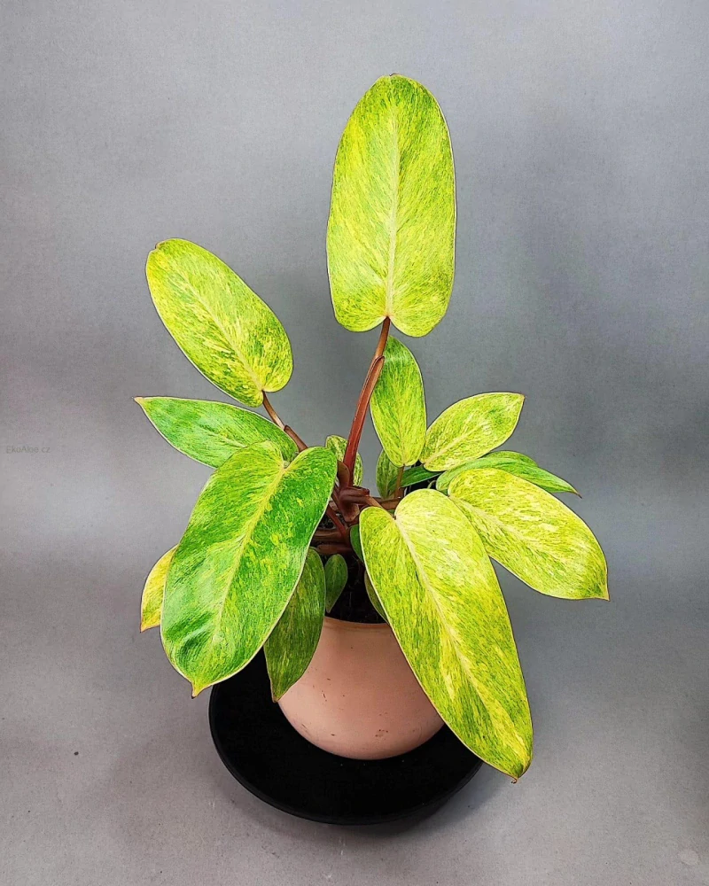 Philodendron Painted Lady