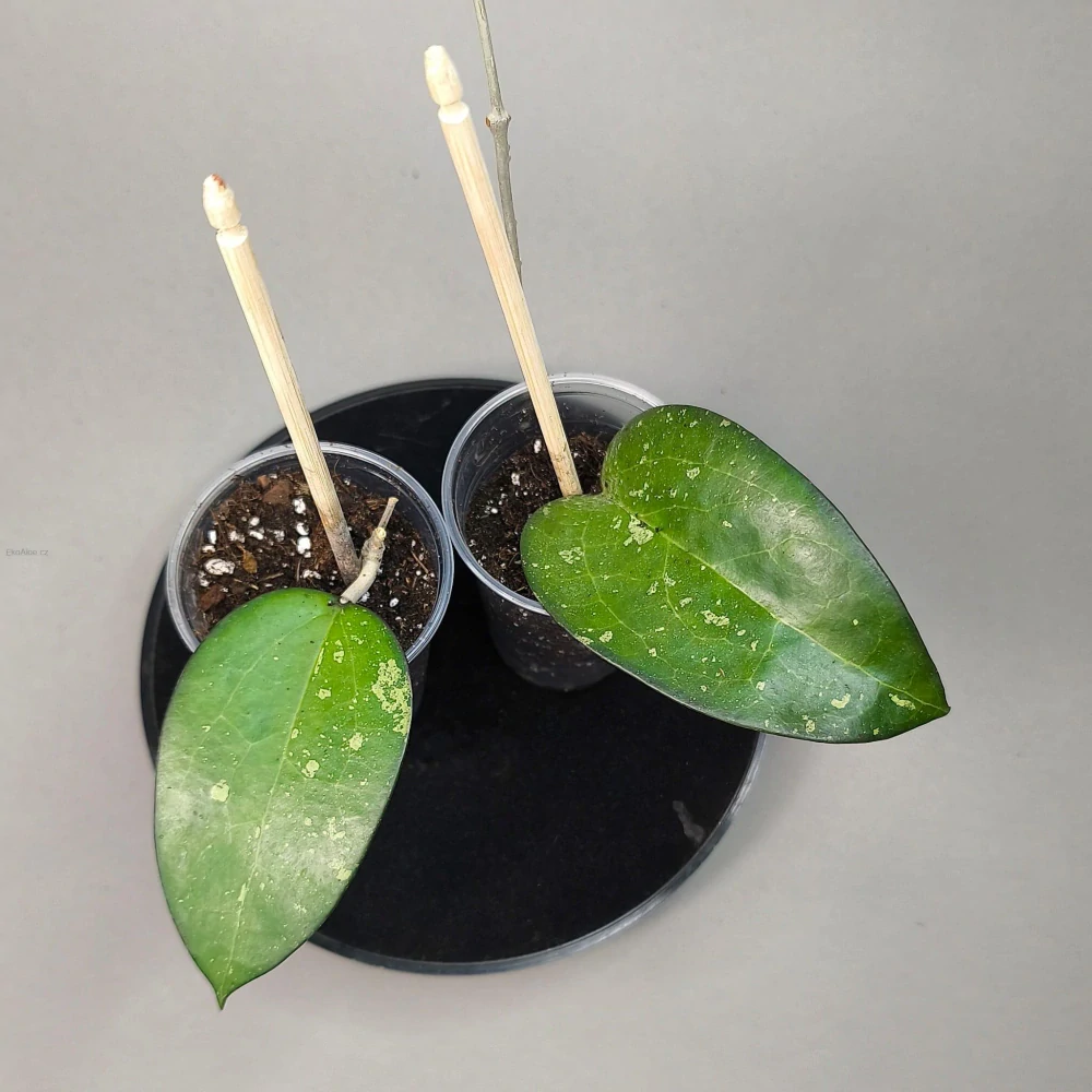 Hoya vitellina splash 