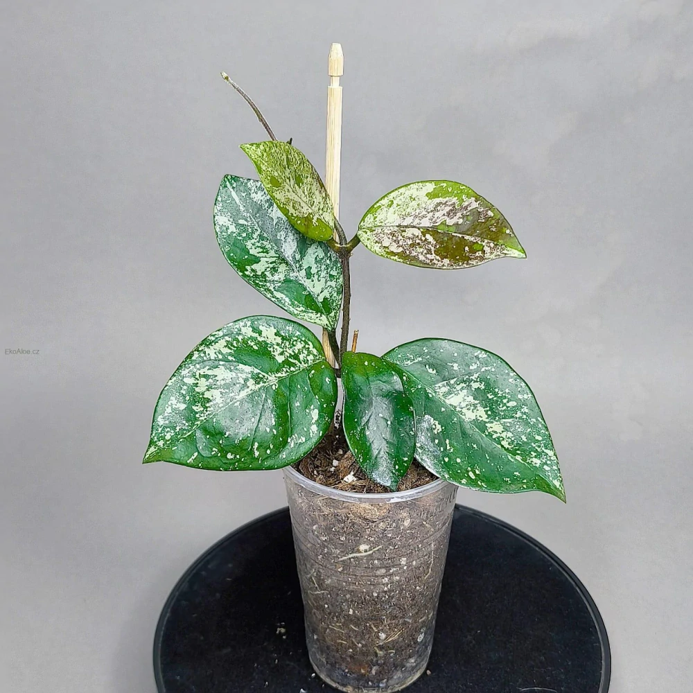 Hoya carnosa round leaf splash