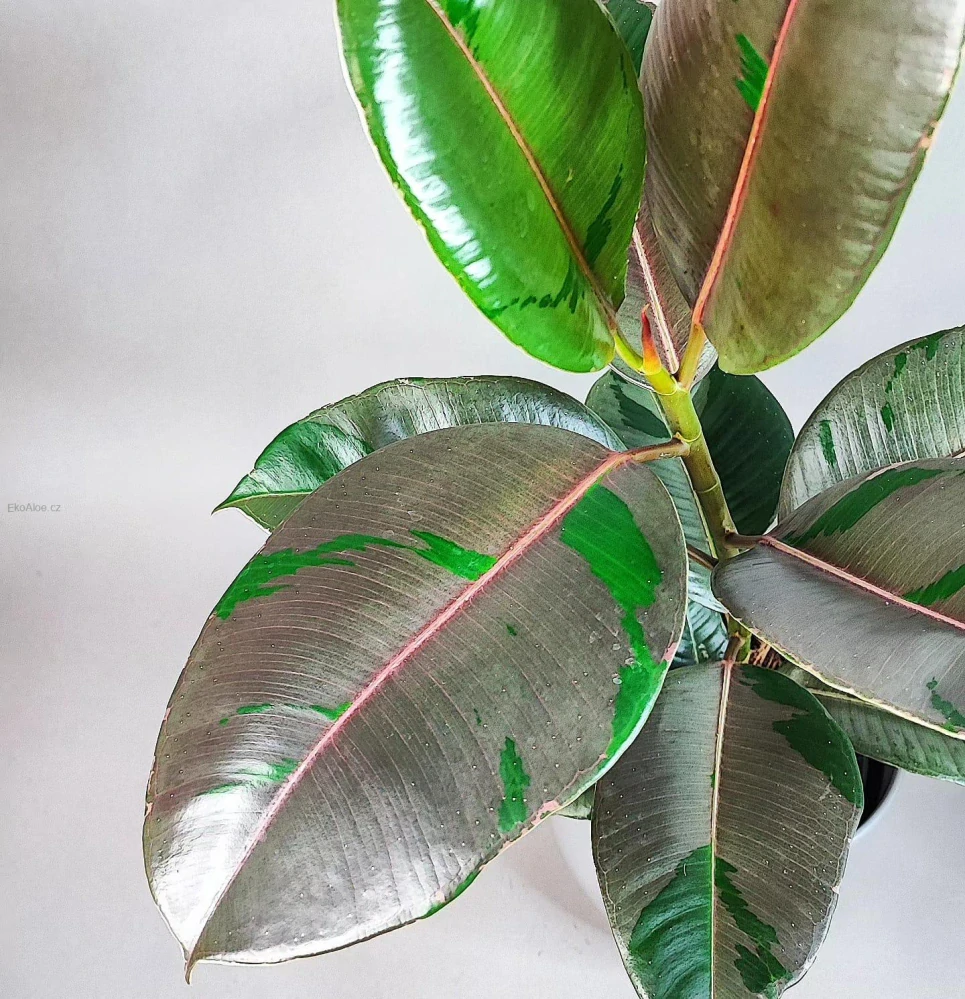 Ficus elastica Pink camouflage