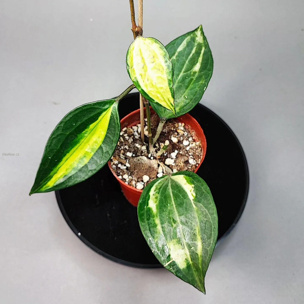 Hoya Macrophylla Pot of Gold