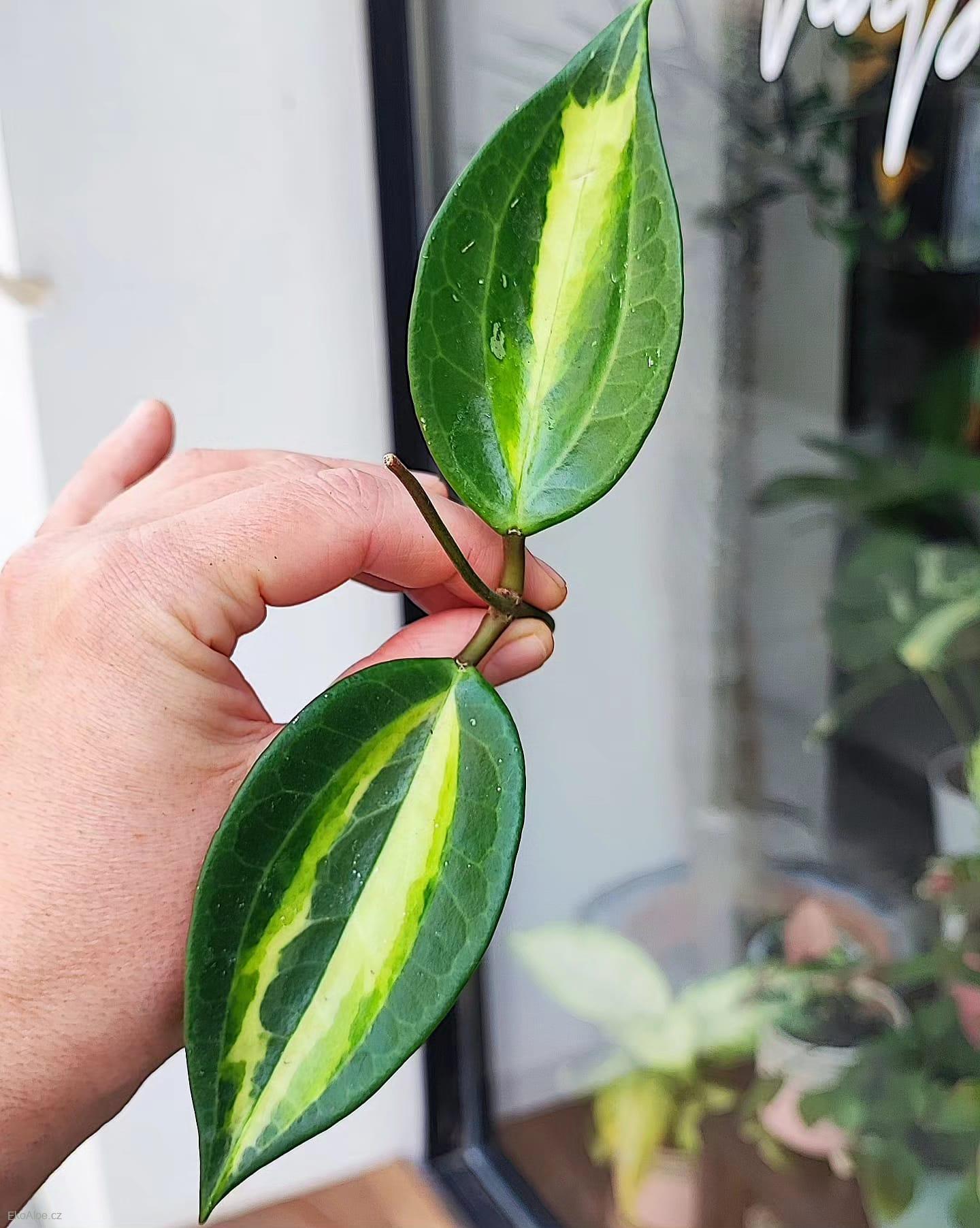 Hoya Macrophylla Pot of Gold řízek k zakořenění.