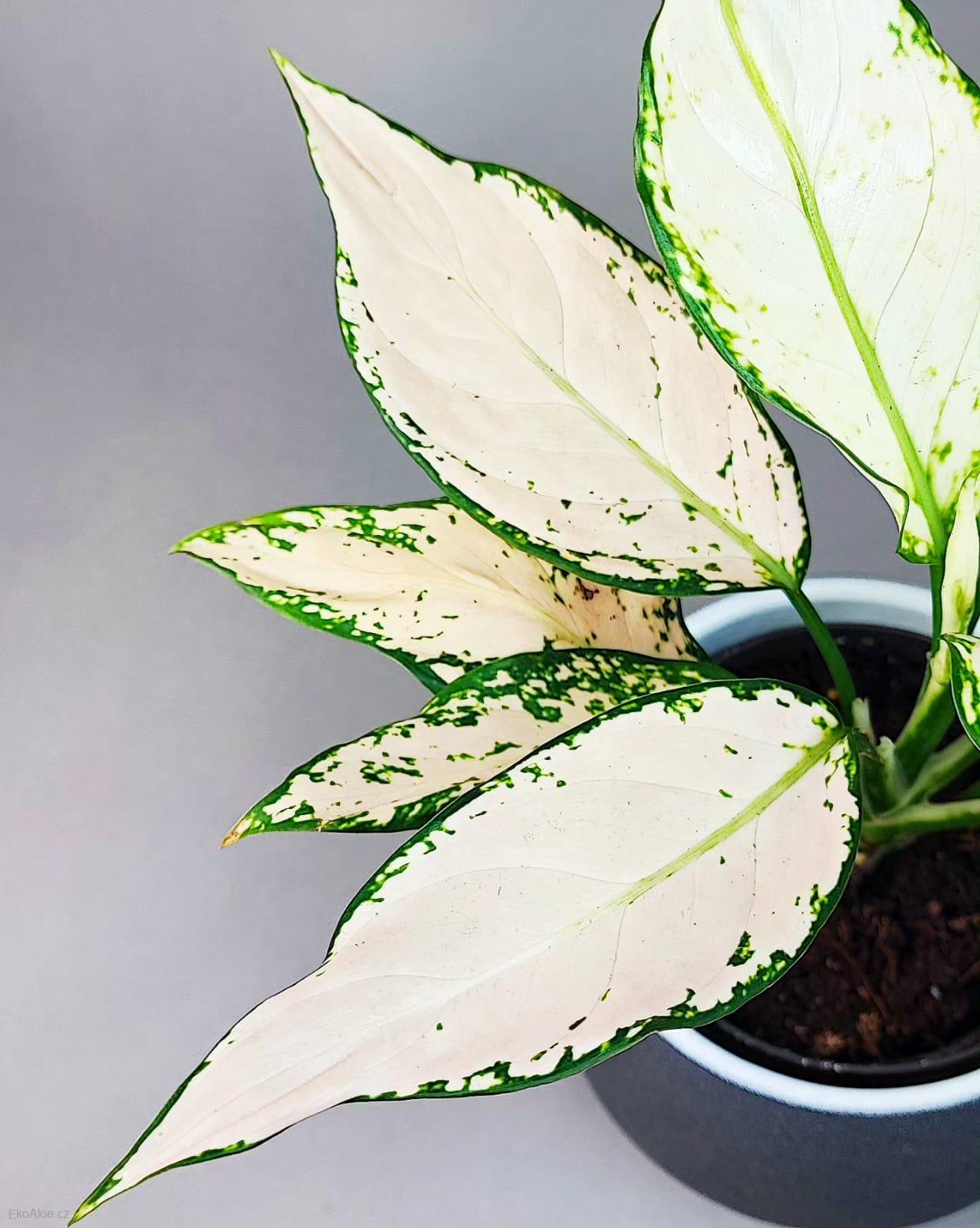 Aglaonema commutatum Vanilla Joy