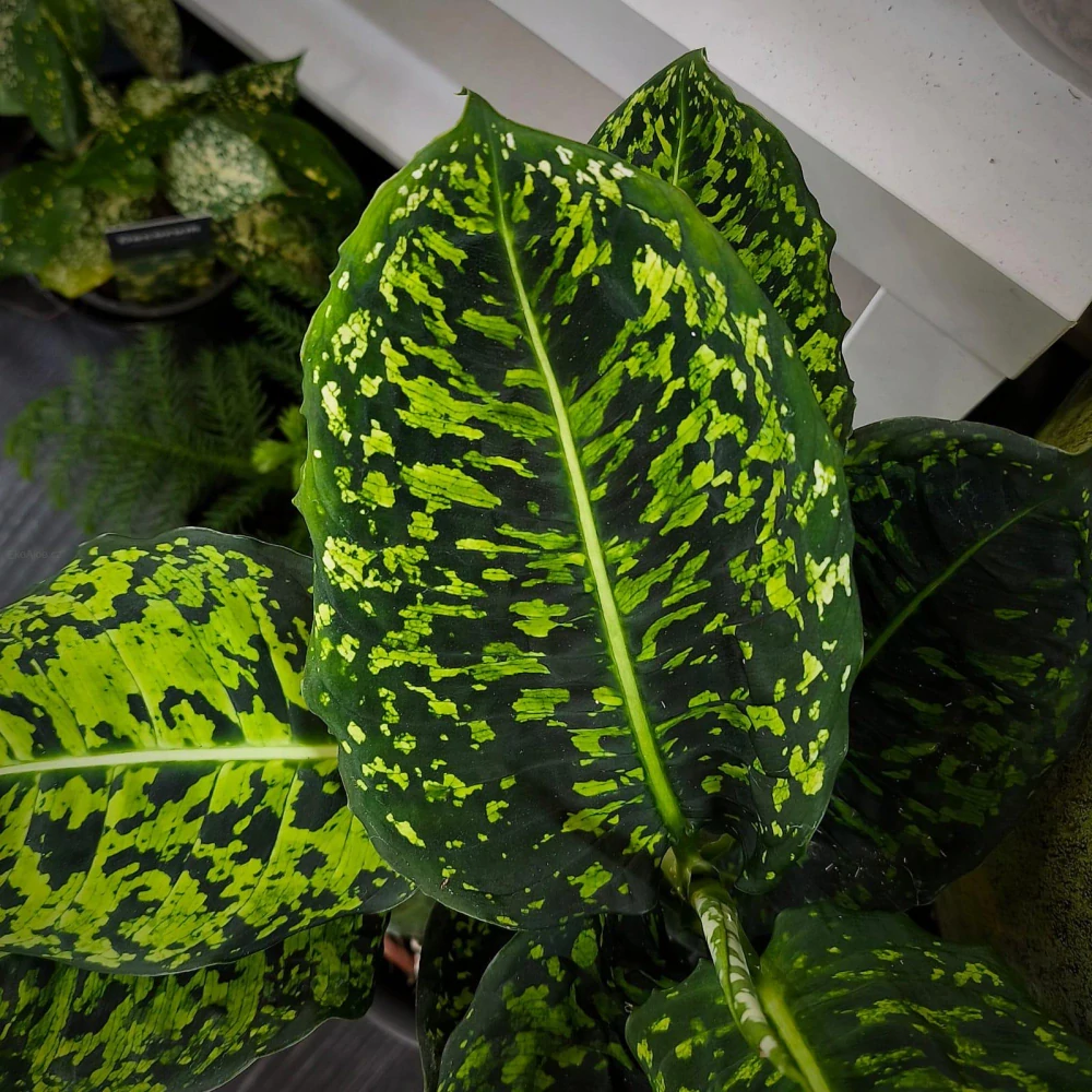 Diefenbachia Reflektor 