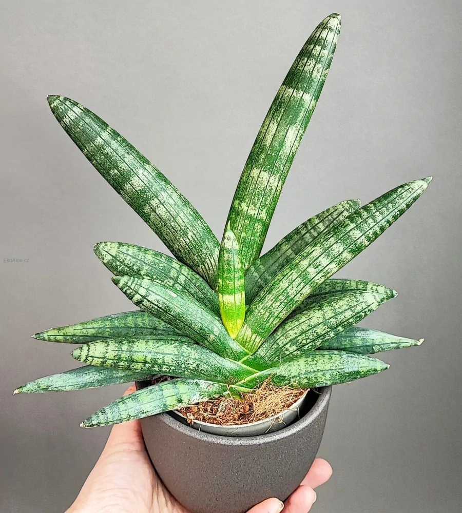 Sansevieria cylindrica Boncel