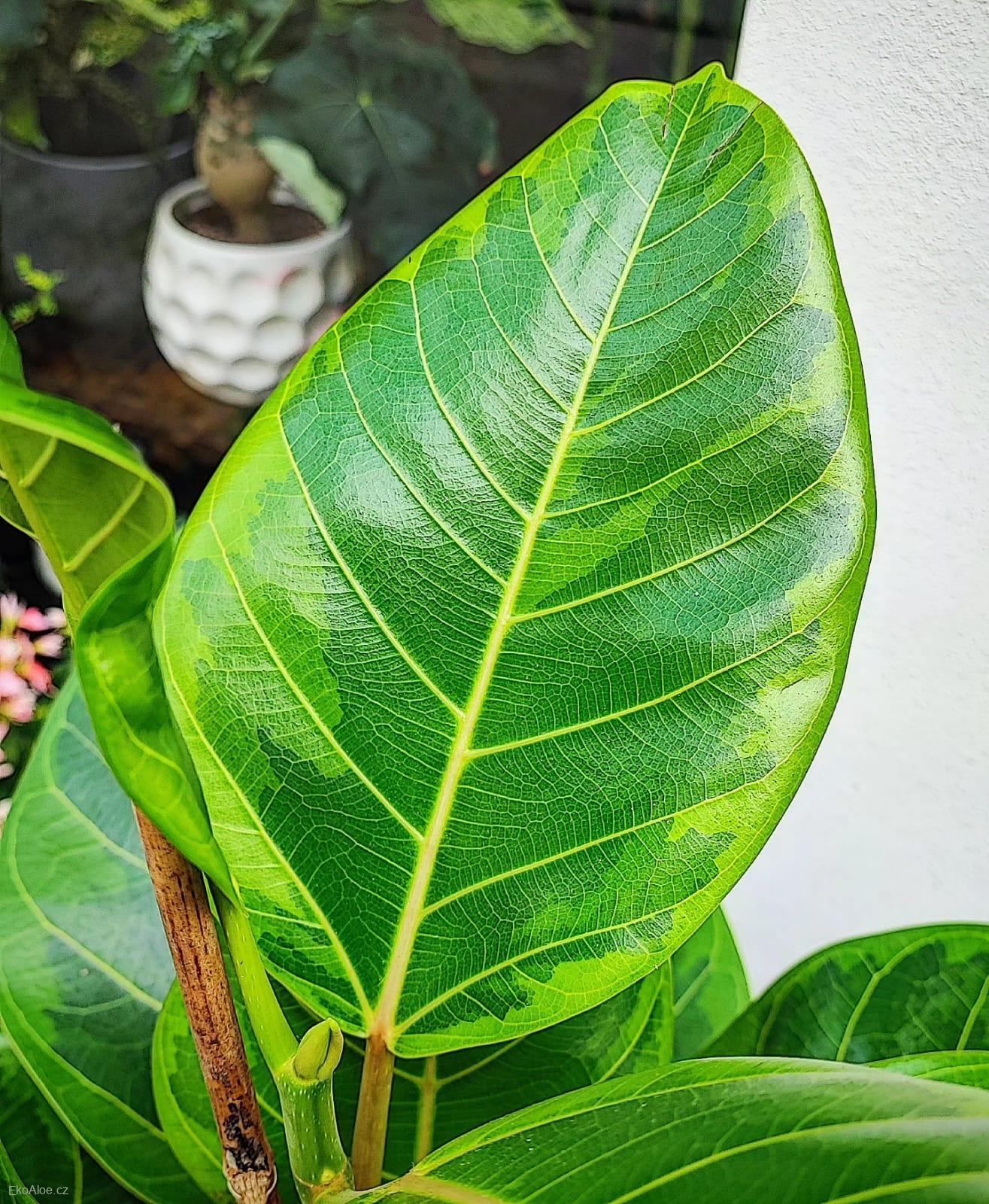 Ficus Altissima variegata XL