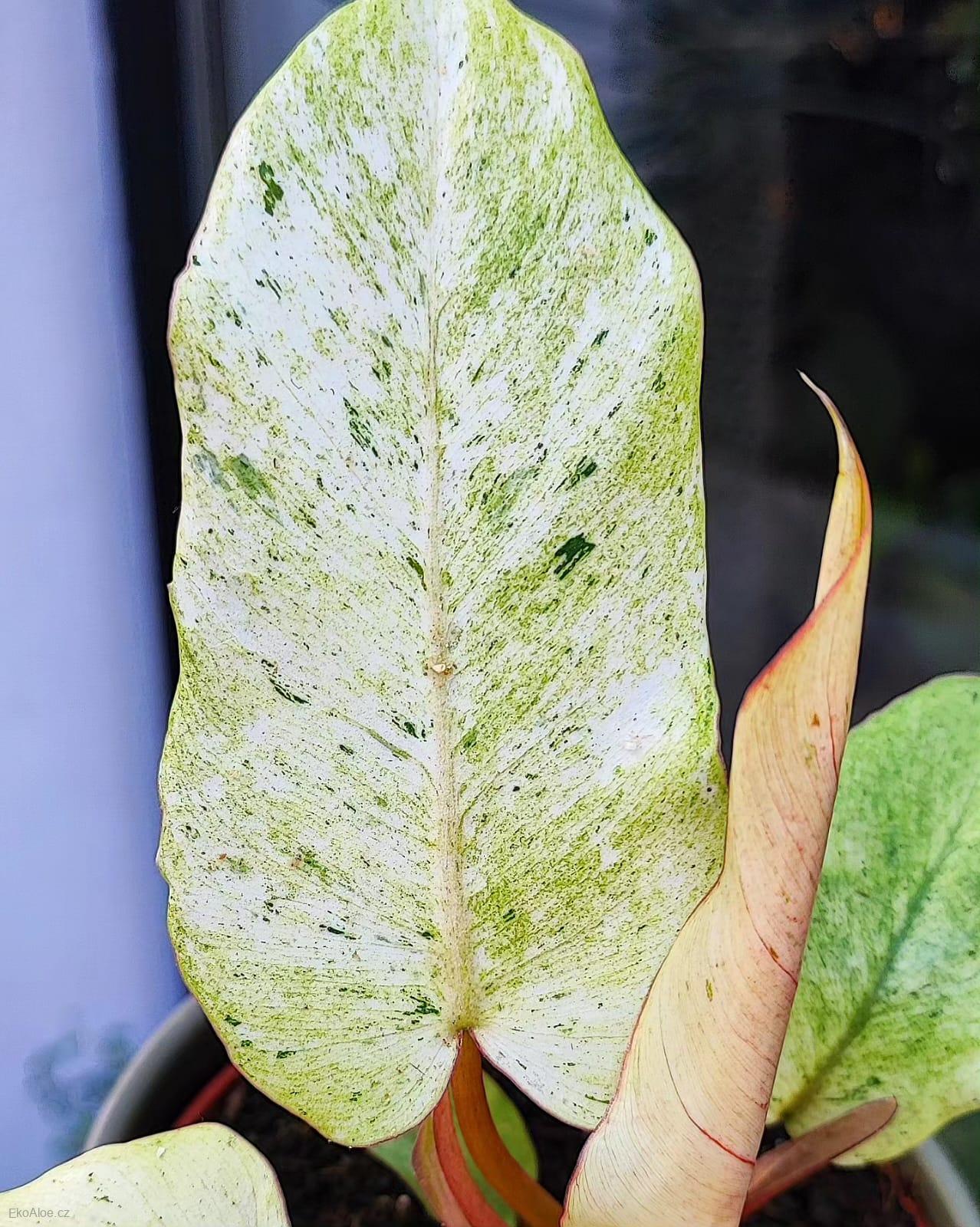 Philodendron Snowdrift