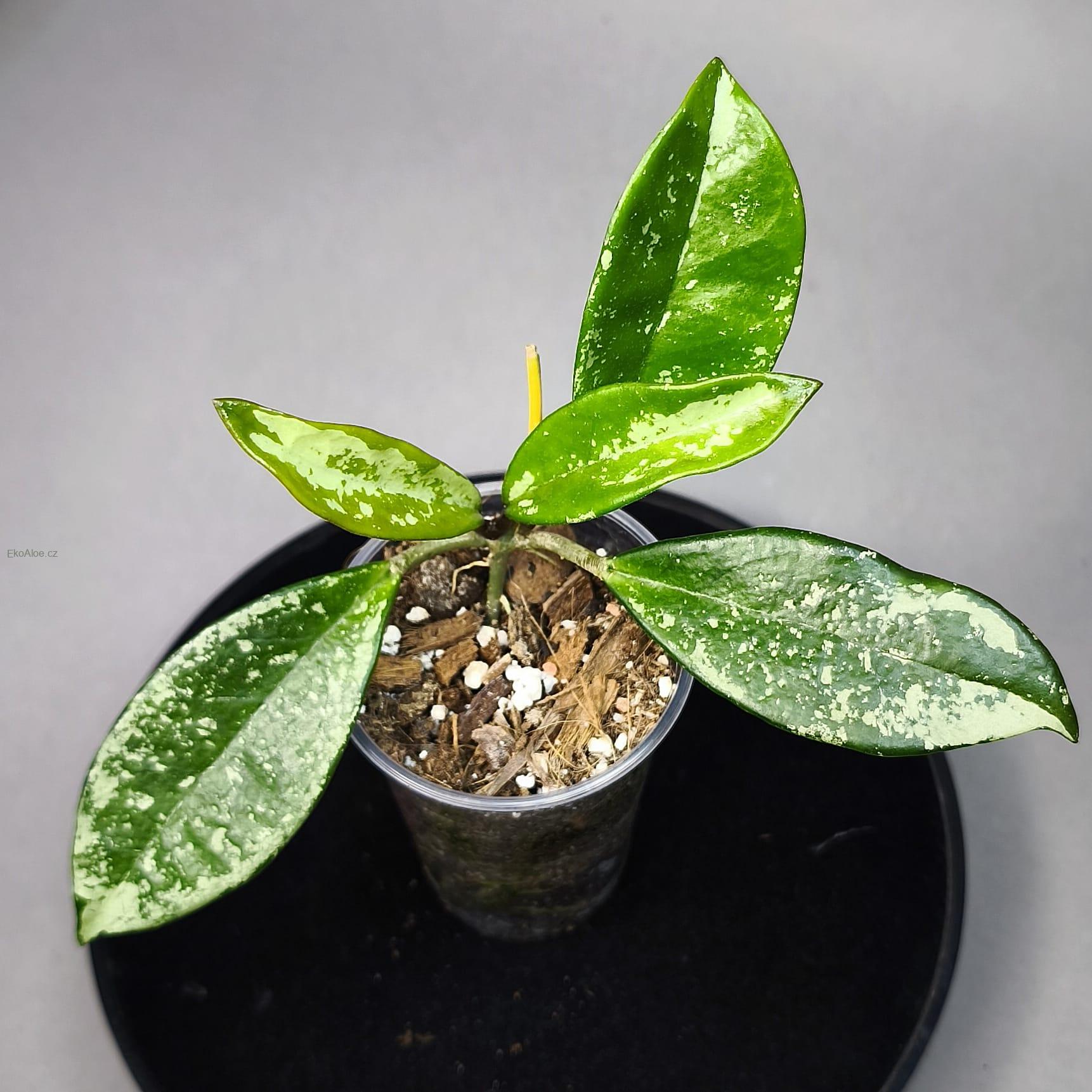 Hoya AH  074 Clone 2