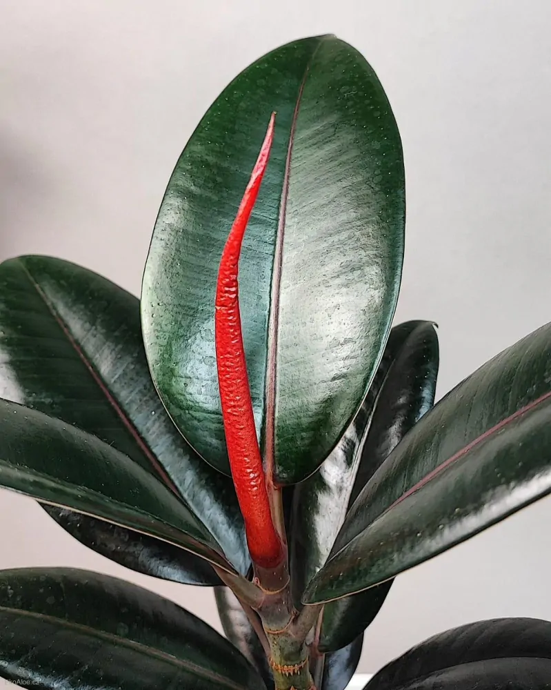 Ficus elastica Burgundy