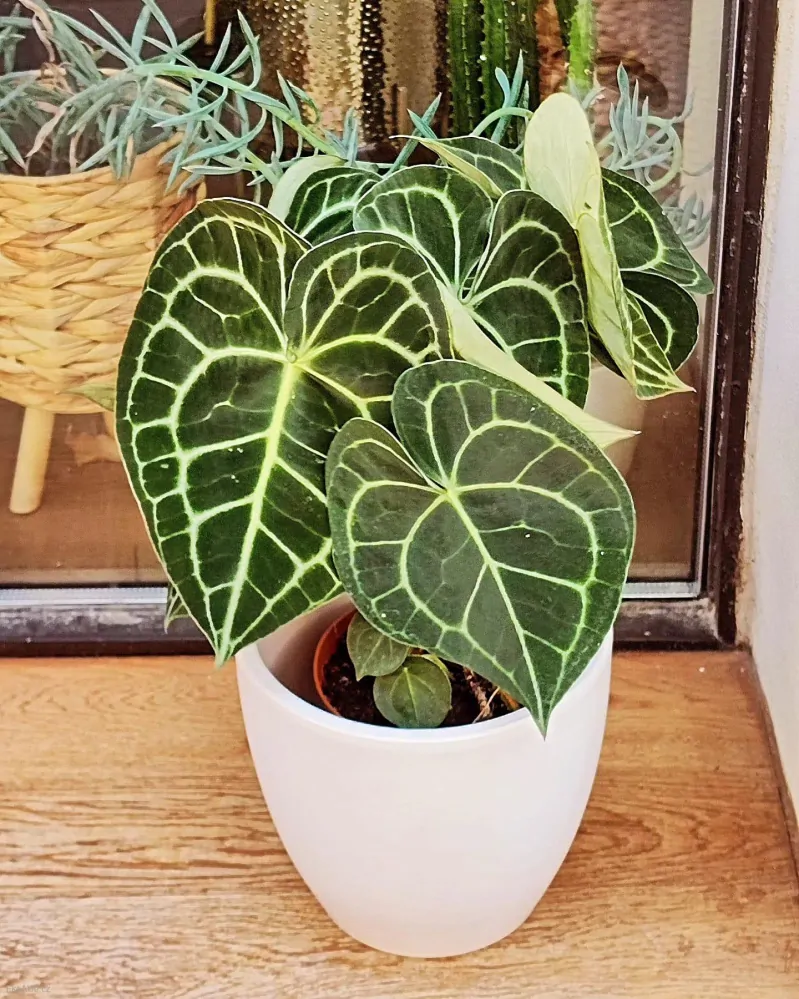 Anthurium clarinervum XL