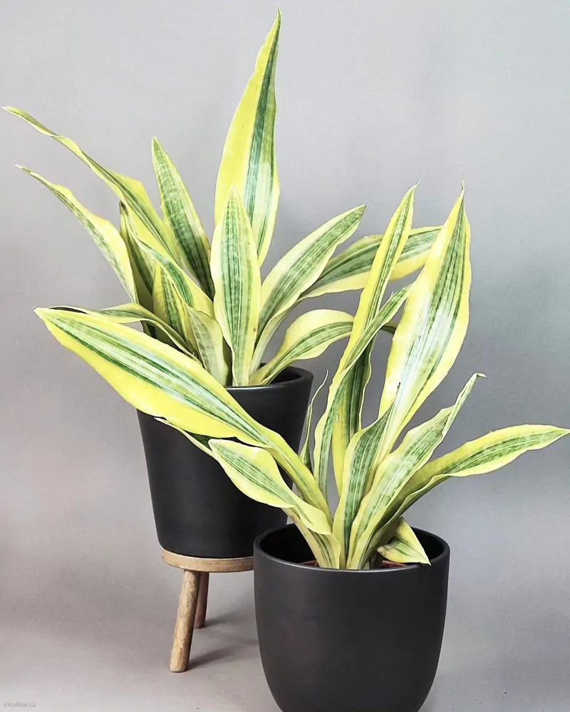 Sansevieria aubrytiana Yellowstone