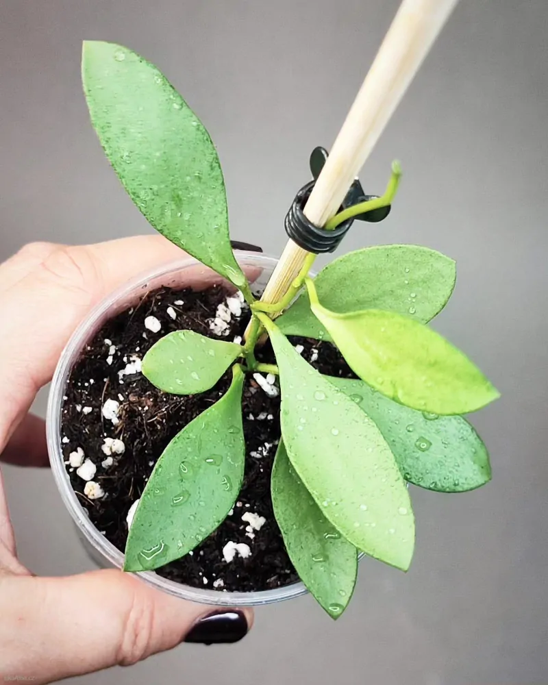 Hoya nummularioides silver