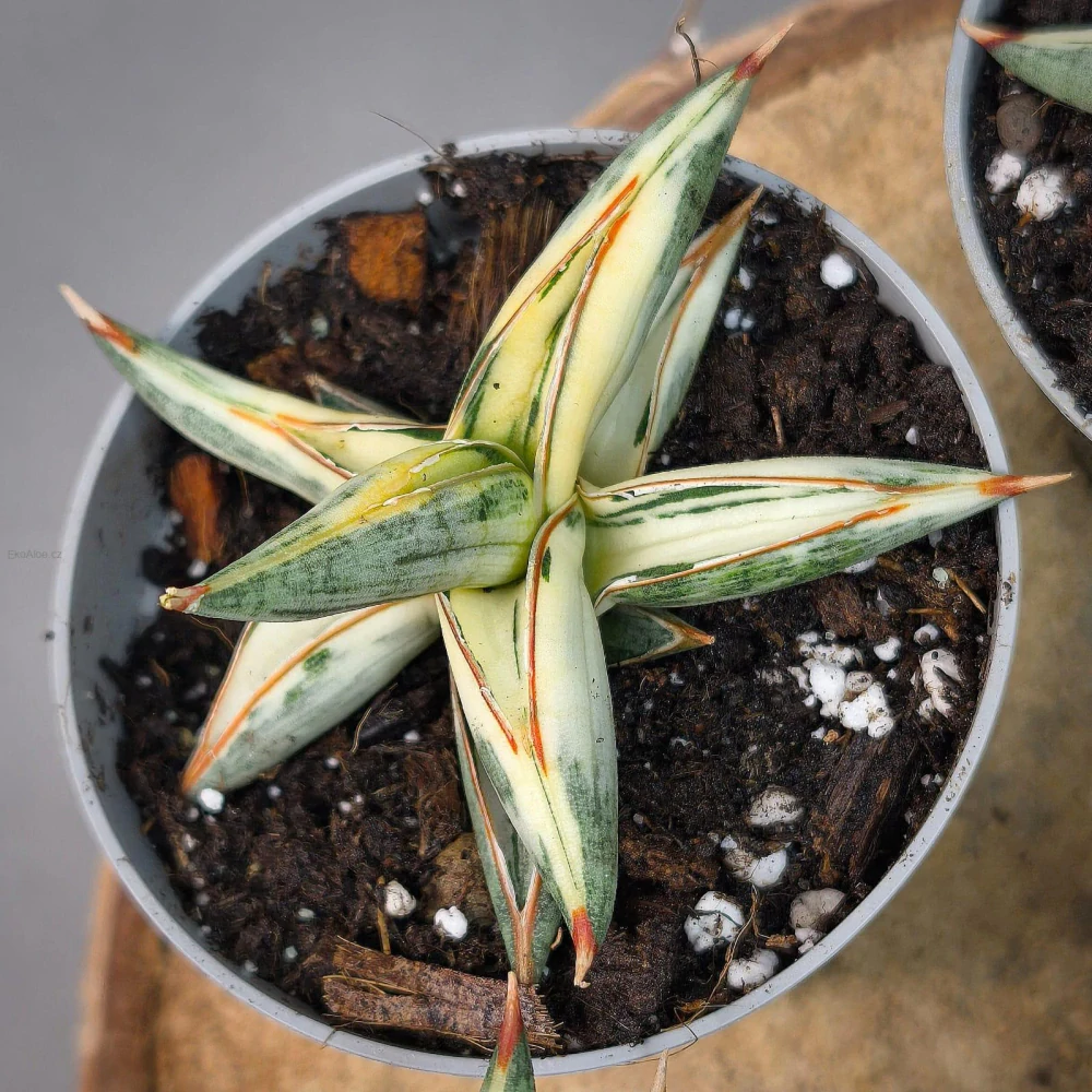 Sansevieria ‚Blue Clone‘ white variegated