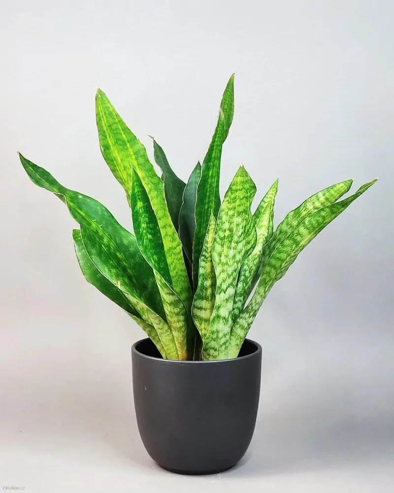 Sansevieria aubrytiana Nite Lite